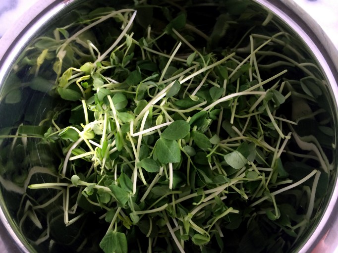 Pea shoots