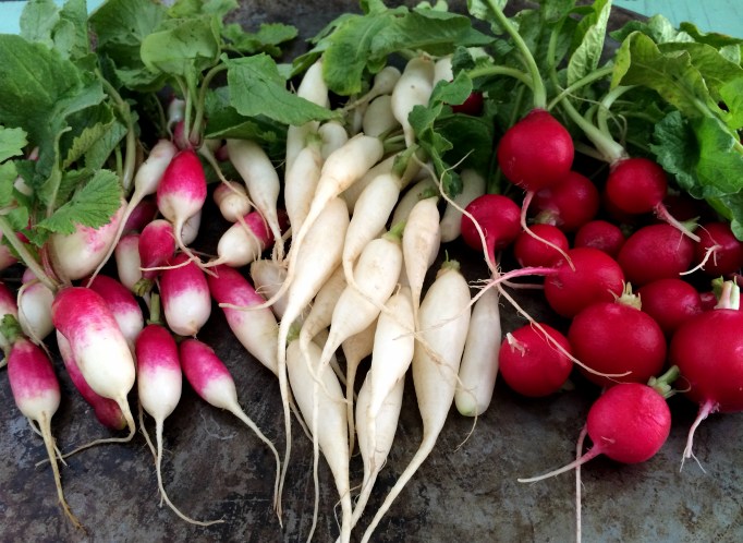 Radishes - 3 types
