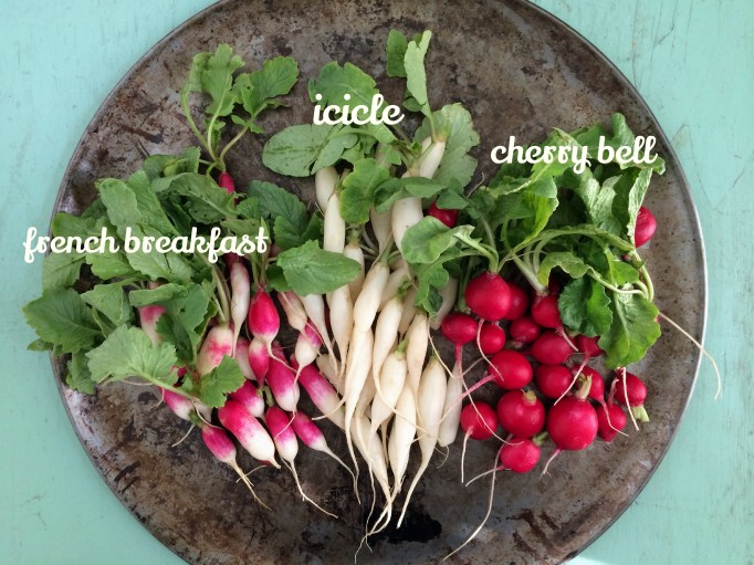 Radishes - 3 types